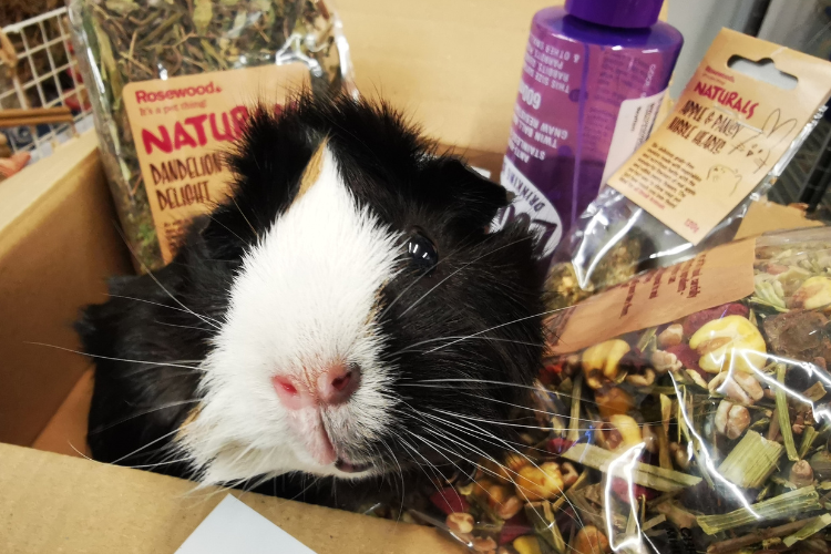 Making a Pawsitive Impact! How to Support Your Local Guinea Pig Rescue - Image of a Guinea Pig in a box of goodies from Cavy Corner