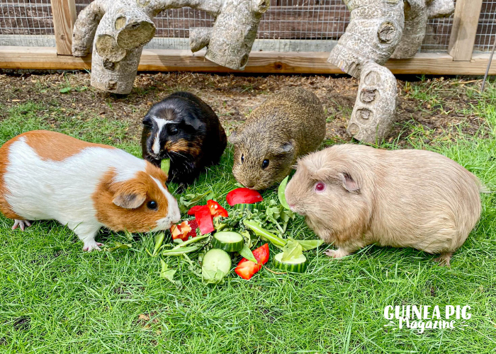 Ladies Who Lunch! From Finley, Age 9, Essex (for the GPM Guinea Gallery)