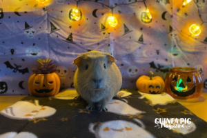 Guinea Pig in a halloween setting