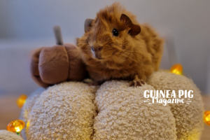 Guinea Pig Magazine follower's halloween guinea pig